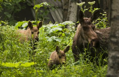 Cow Moose with Twins