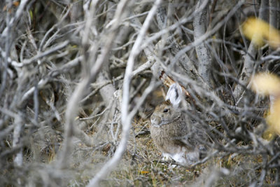 Hidin Hare