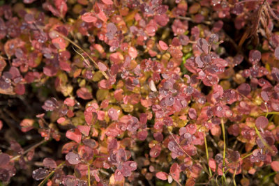 BlueBerry Shrub in Fall Color