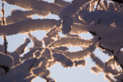 Snow Covered Limbs