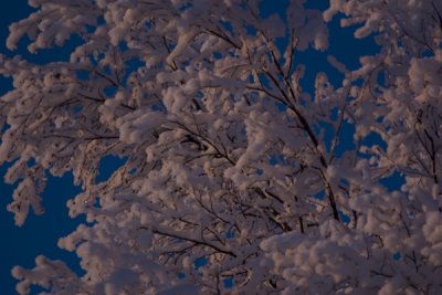 Snowy Day