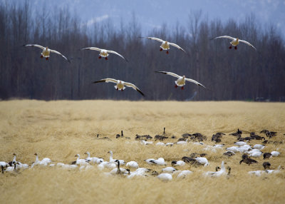 First Geese of Spring 2009 001