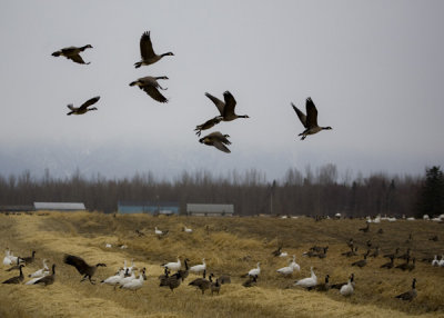 First Geese of Spring 2009 005