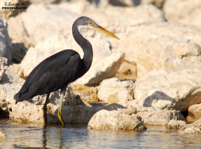 Heron