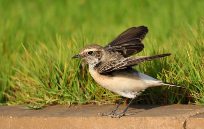 Pied Wheatear