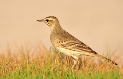 Pipit Family