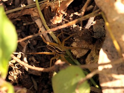 Small Wolf Spider