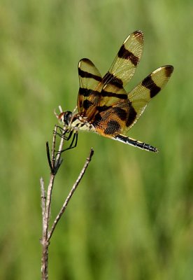 Halloween Pennant