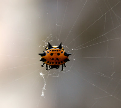 Gastrocantha-Spiny Orb Weaver