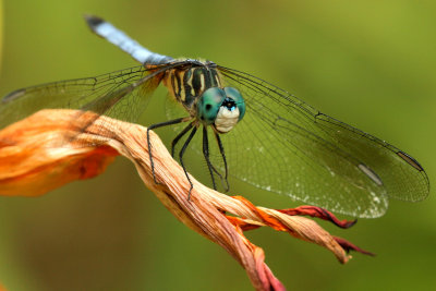 Blue Dasher
