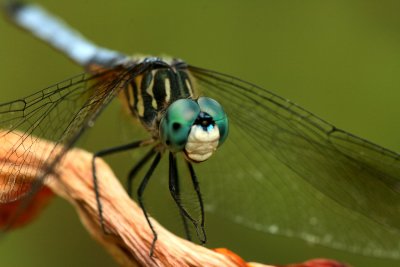 Blue Dasher