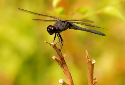 Slaty Skimmer