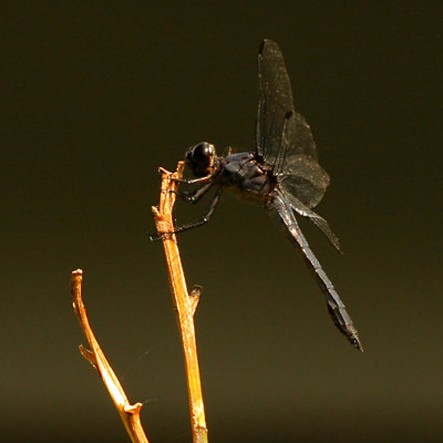Slaty Skimmer