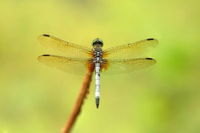 Blue Dasher