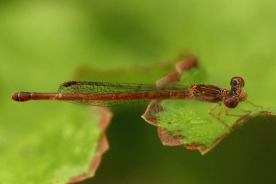Duckweed Firetail (Female)