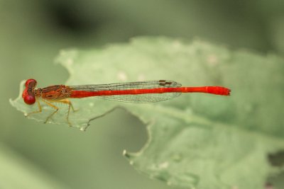 Duckweed Firetail