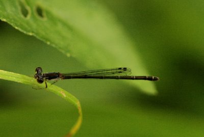 Fragile Forktail
