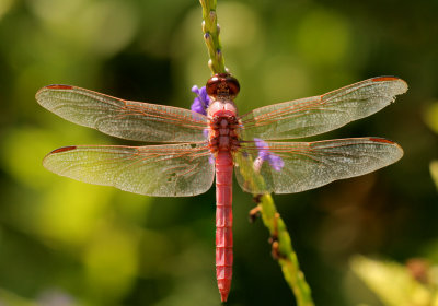 Roseate Skimmer