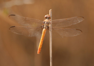 Roseate Skimmer (Female)