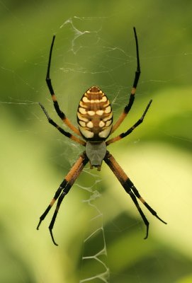 Argiope Spider