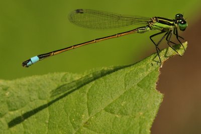 Ramburs Forktail