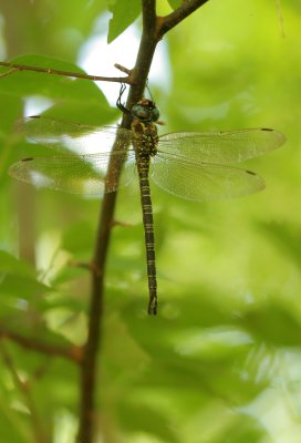 Swamp Darner