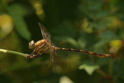 Broad-Striped Forceptail