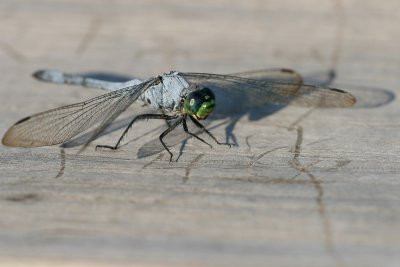 Great Blue Skimmer (Libellula vibrans)