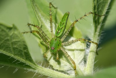 Green Lynx Spider