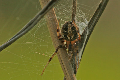 Orb Weaver