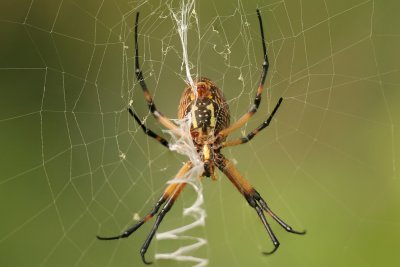 Argiope