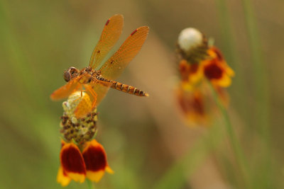 Eastern Amberwing (Perethemis tenera)