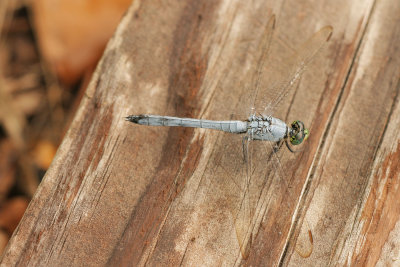 Great Blue Skimmer (Libellula vibrans)