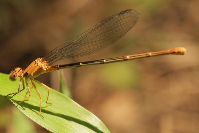 Powdered Dancer Female (Argia moesta)