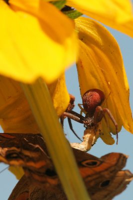 Red Crab Spider