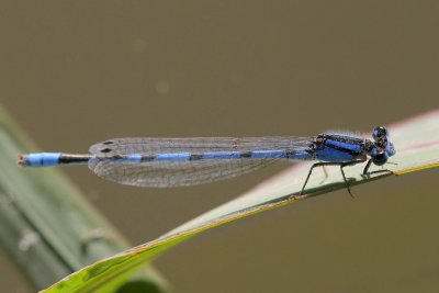 Familar Bluet