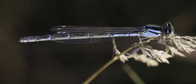 Boreal Bluet