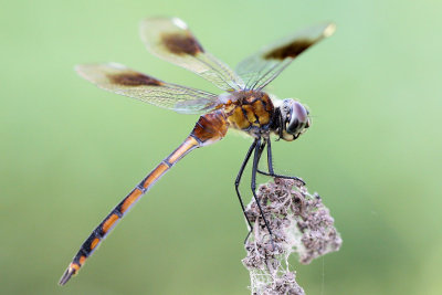 Four-Spotted Pennant