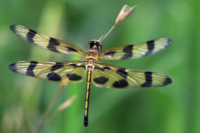 Halloween Pennant