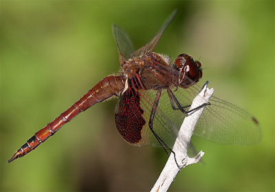 Red Saddlebags