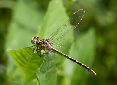 Sulphur-Tipped Clubtail