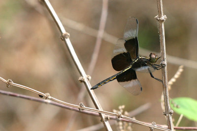 Widow Skimmer