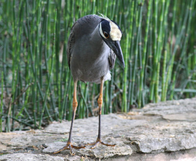 Yellow-Crowned Night Heron