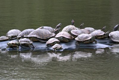 Turtles.jpg