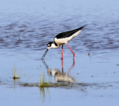 Black-Necked Stilt