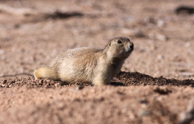 Gunnisons Prairie Dog