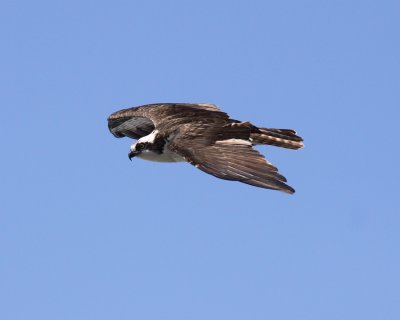 Osprey