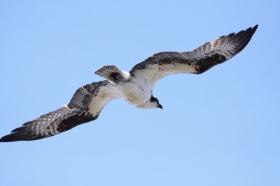 Osprey