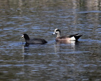 American Coot & American Wigeon