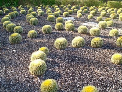 cactus labyrinth.jpg